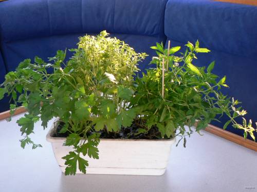 14- Plantations de Menthe Basilic et Persil 